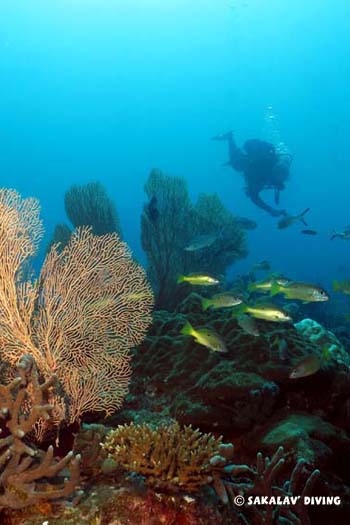 Plongée sur les récifs de nosy be